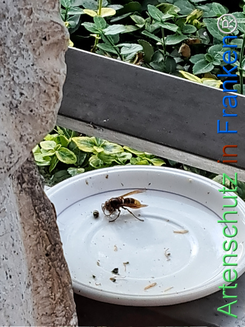 Bild zum Eintrag (1128971-160)