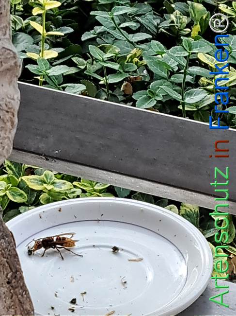 Bild zum Eintrag (1128972-160)