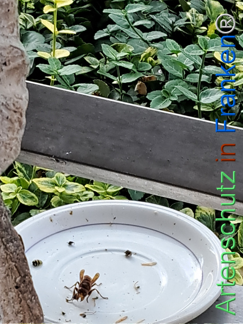 Bild zum Eintrag (1128973-160)