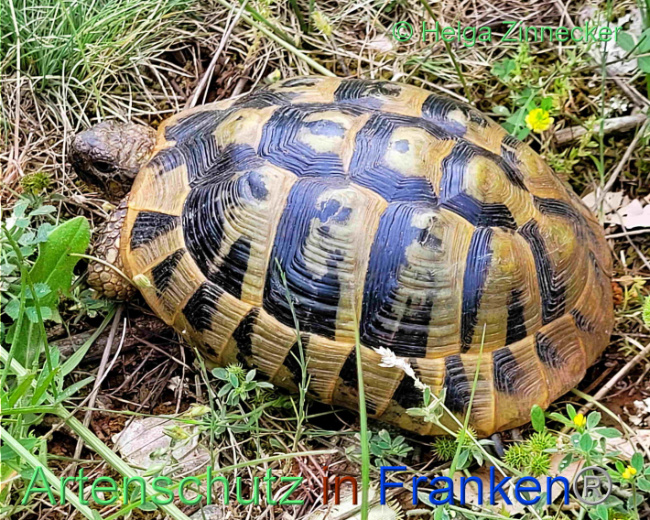 Bild zum Eintrag (1129108-160)