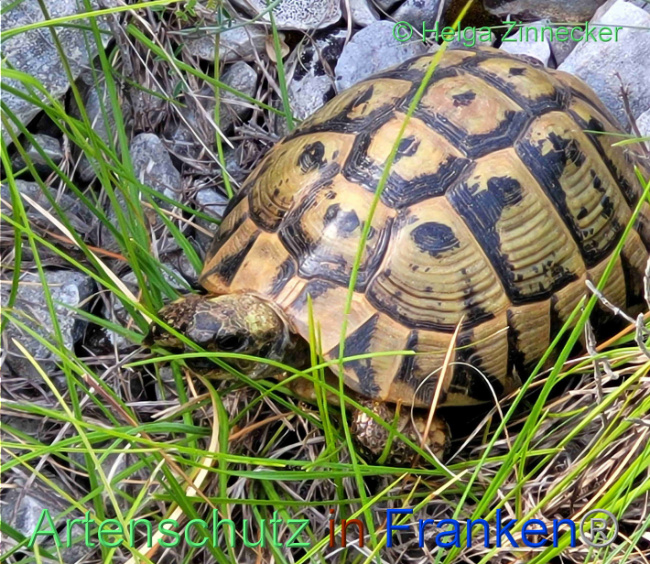 Bild zum Eintrag (1129110-160)