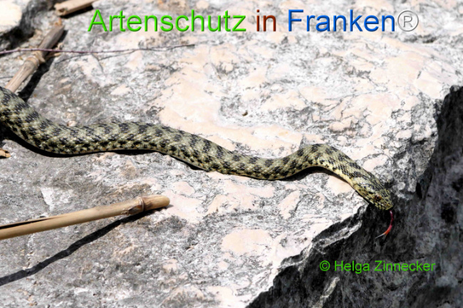 Bild zum Eintrag (1129318-160)