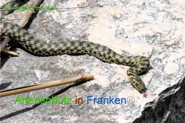 Bild zum Eintrag (1129319-160)