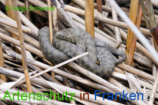 Bild zum Eintrag (1129325-160)