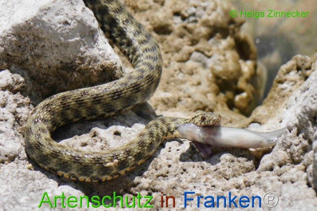 Bild zum Eintrag (1129326-160)