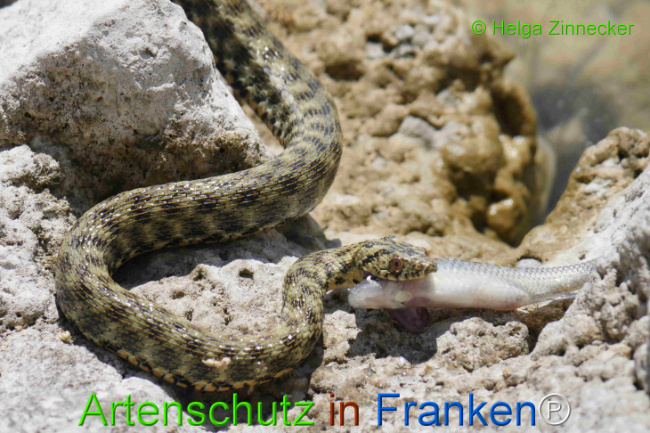 Bild zum Eintrag (1129327-160)