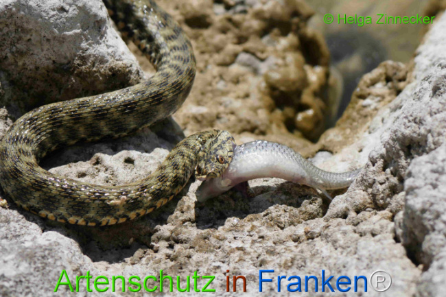 Bild zum Eintrag (1129330-160)