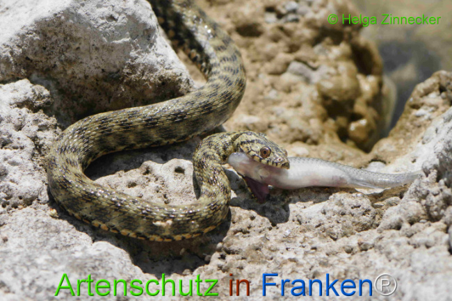 Bild zum Eintrag (1129331-160)