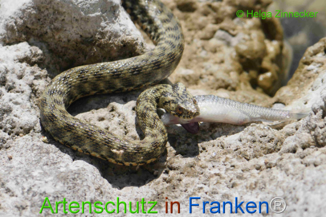 Bild zum Eintrag (1129332-160)