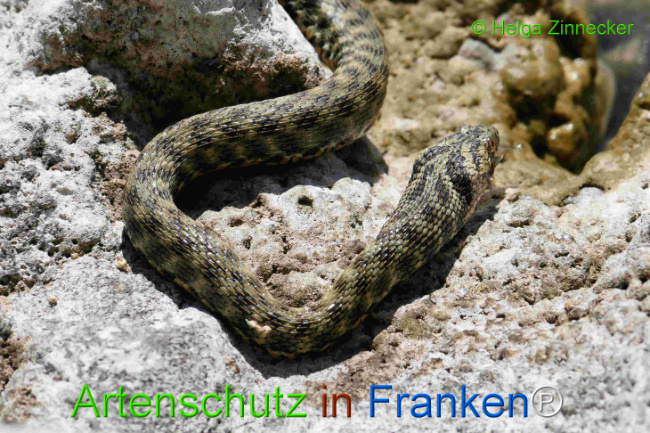 Bild zum Eintrag (1129333-160)