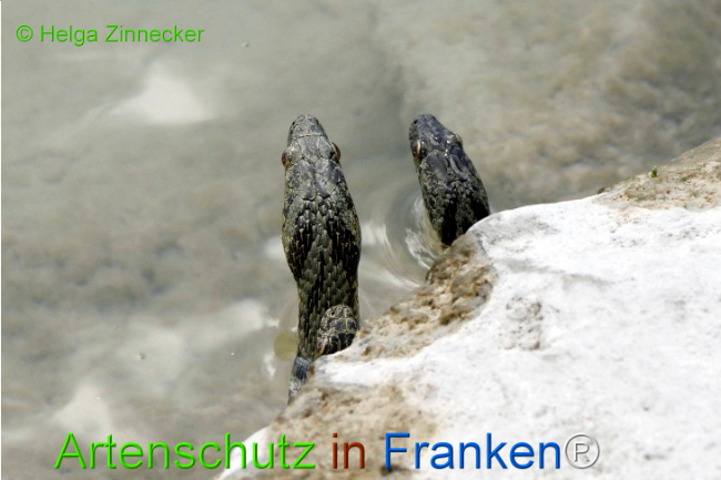 Bild zum Eintrag (1129339-160)