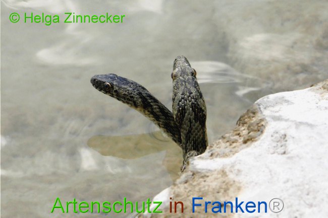 Bild zum Eintrag (1129341-160)