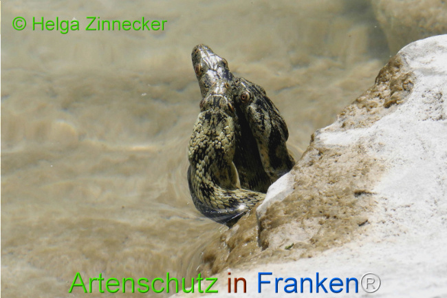 Bild zum Eintrag (1129343-160)