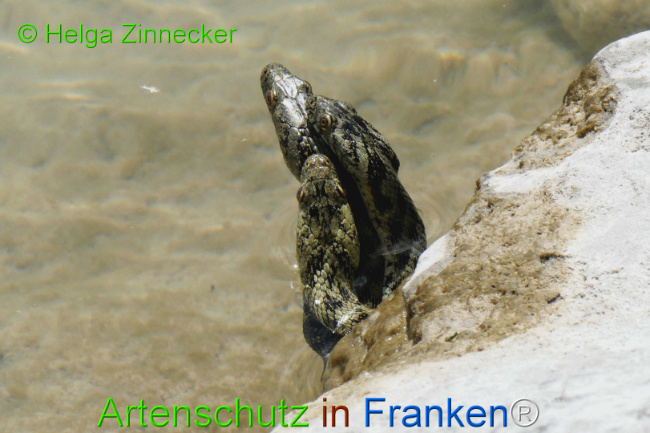 Bild zum Eintrag (1129346-160)