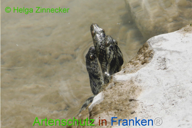 Bild zum Eintrag (1129347-160)