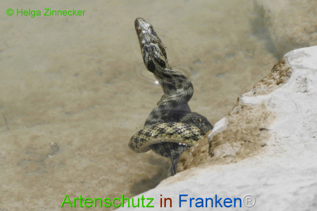 Bild zum Eintrag (1129348-160)