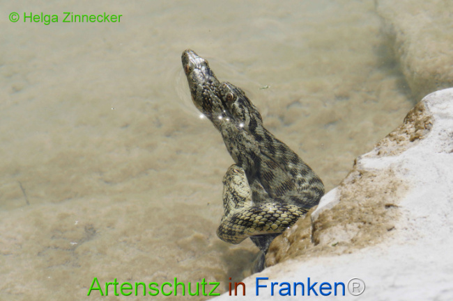 Bild zum Eintrag (1129349-160)