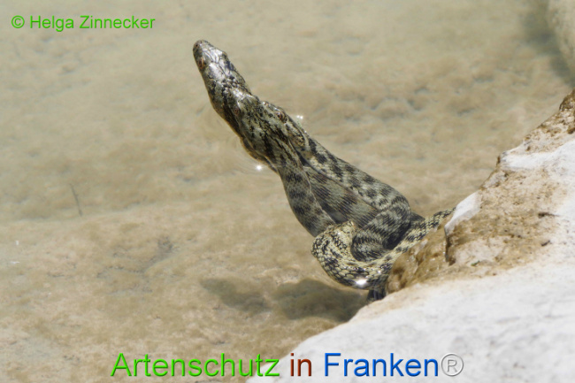 Bild zum Eintrag (1129351-160)