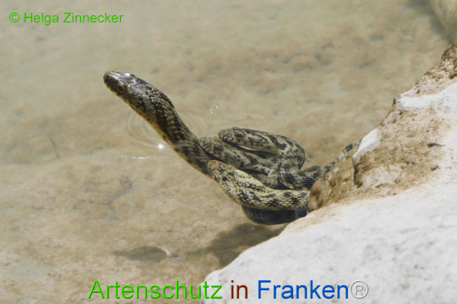 Bild zum Eintrag (1129352-160)