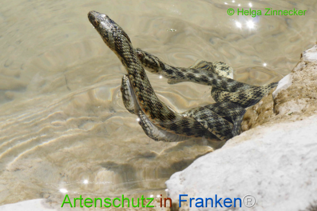 Bild zum Eintrag (1129353-160)