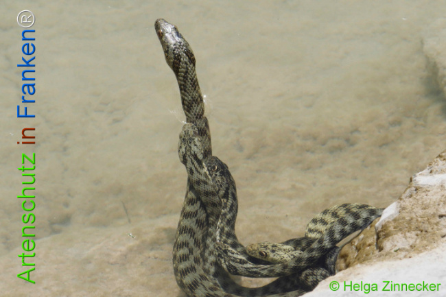 Bild zum Eintrag (1129356-160)