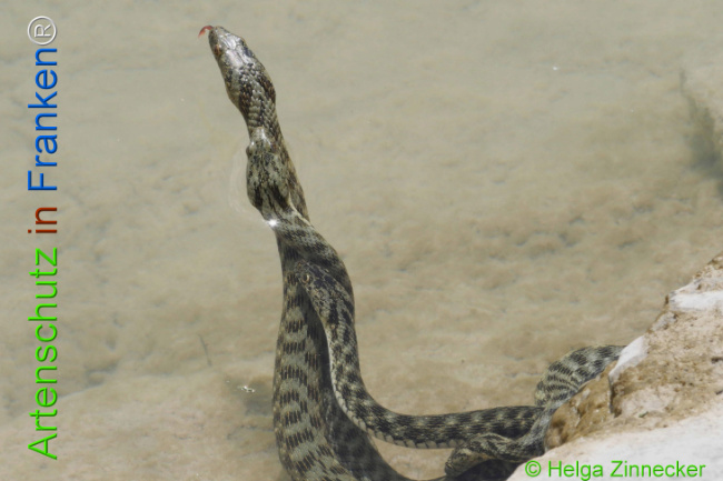 Bild zum Eintrag (1129357-160)