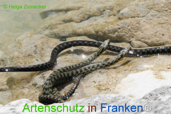 Bild zum Eintrag (1129358-160)