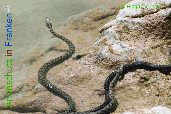 Bild zum Eintrag (1129364-160)