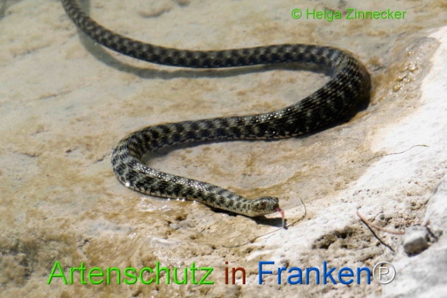 Bild zum Eintrag (1129365-160)