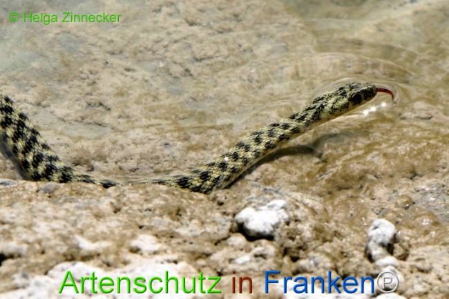 Bild zum Eintrag (1129366-160)