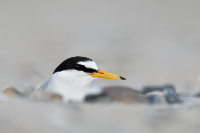 Bild zum Eintrag (1129522-160)