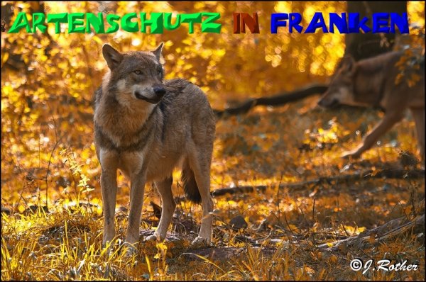 Bild zum Eintrag (1129552-160)