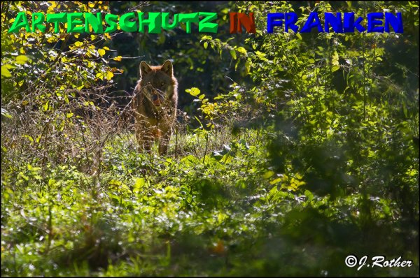 Bild zum Eintrag (1129554-160)