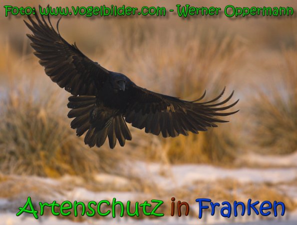 Bild zum Eintrag (1129599-160)