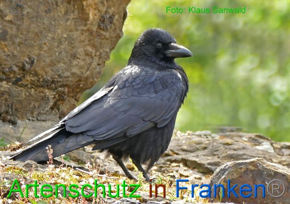 Bild zum Eintrag (1129601-160)