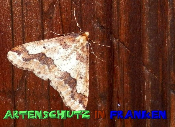 Bild zum Eintrag (1129699-160)