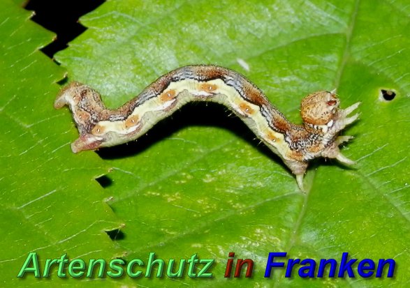 Bild zum Eintrag (1129701-160)