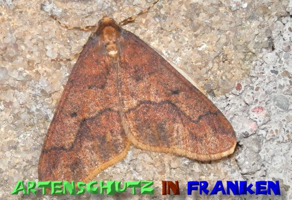 Bild zum Eintrag (1129704-160)