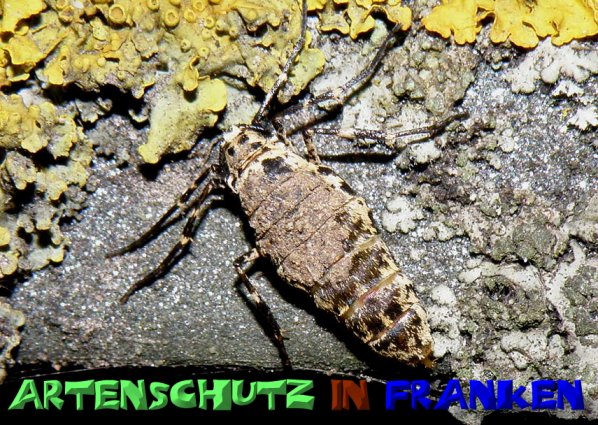 Bild zum Eintrag (1129705-160)