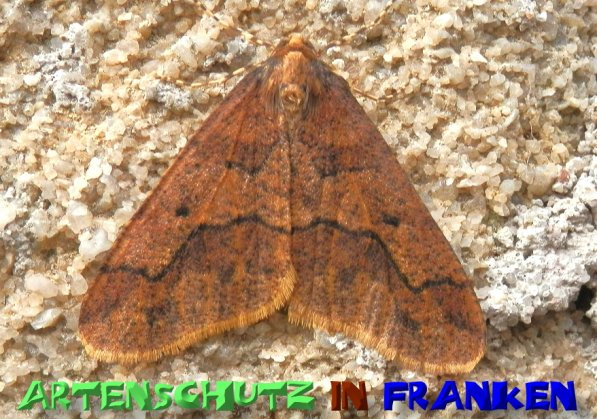 Bild zum Eintrag (1129706-160)