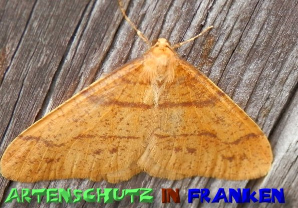 Bild zum Eintrag (1129707-160)