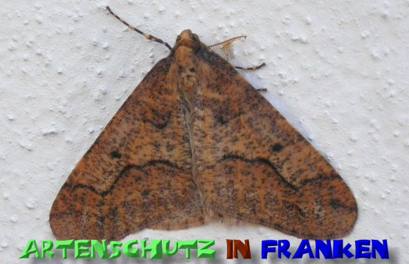 Bild zum Eintrag (1129708-160)