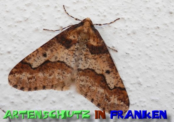 Bild zum Eintrag (1129709-160)