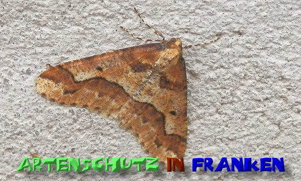 Bild zum Eintrag (1129710-160)