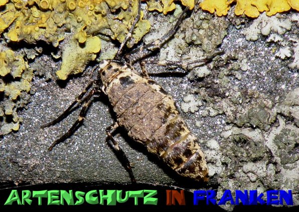 Bild zum Eintrag (1129711-160)