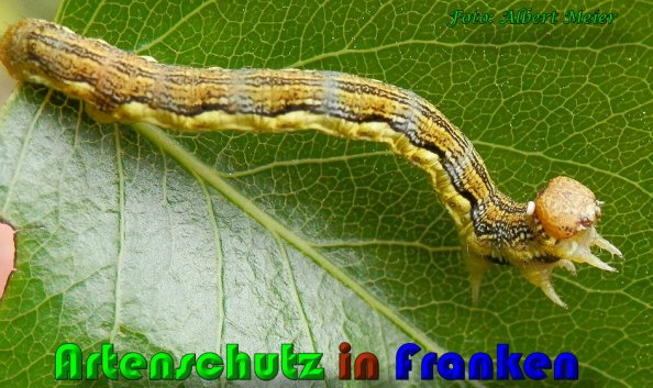 Bild zum Eintrag (1129713-160)