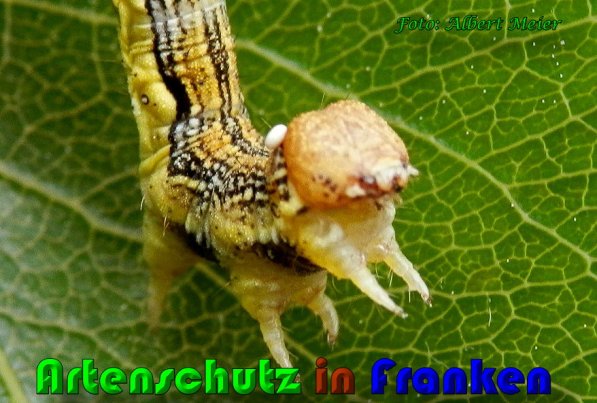 Bild zum Eintrag (1129714-160)