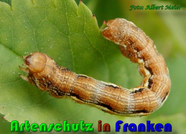 Bild zum Eintrag (1129715-160)