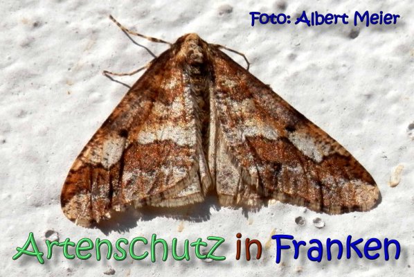 Bild zum Eintrag (1129716-160)