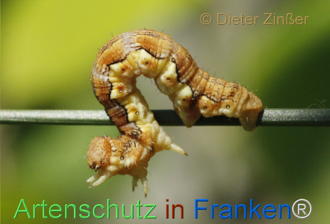 Bild zum Eintrag (1129720-160)